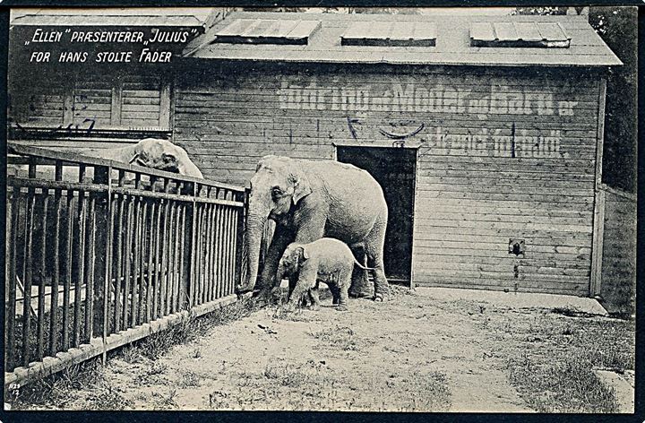København Zoo. Elefanten Ellen præsentere Julius for hans stolte fader. No. 1129. 