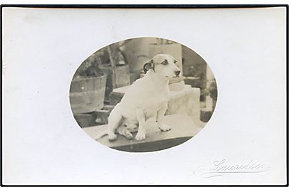 D.V.I., fotografi. Hunden Zampa. Fotograf A. Lauridsen på de Vestindiske øer. U/no.