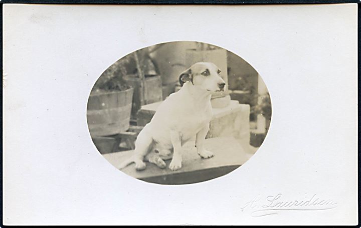 D.V.I., fotografi. Hunden Zampa. Fotograf A. Lauridsen på de Vestindiske øer. U/no.