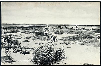 Ellinge Strand, Sejersø Bugt. Fotograf Søren Bay no. 18104. 