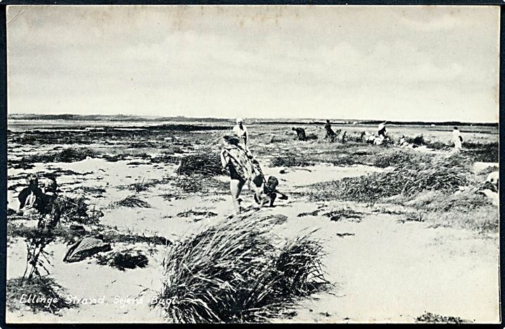 Ellinge Strand, Sejersø Bugt. Fotograf Søren Bay no. 18104. 