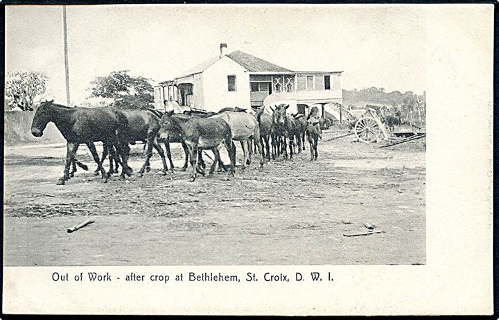 D.V.I., St. Croix, Bethlehem, Out of Work - after crop. Lightbourn St. Croix no. 26. Kvalitet 9
