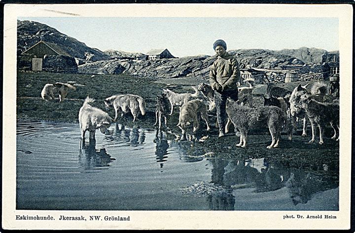 Brunner & Co. Serie 84 no. 2. Eskimohunde. Jkerasak, NW. Grönland. Foto Dr. A. Heim. Kvalitet 8