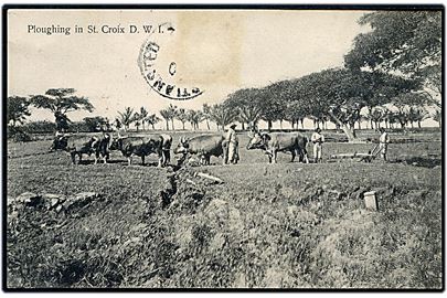 D.V.I., St. Croix, Ploughing. R. D. Benjamin u/no.