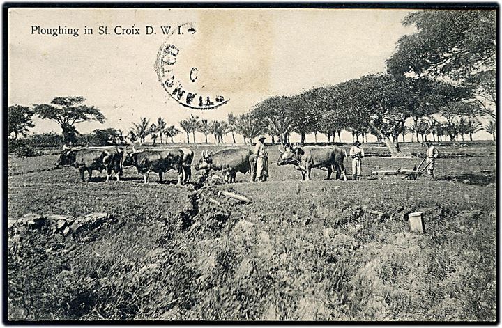 D.V.I., St. Croix, Ploughing. R. D. Benjamin u/no.