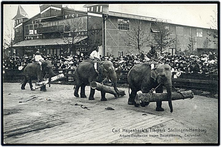 Tyskland, Carl Hagenbecks Tierpark Stellingen-Hamburg med elefanter. 
