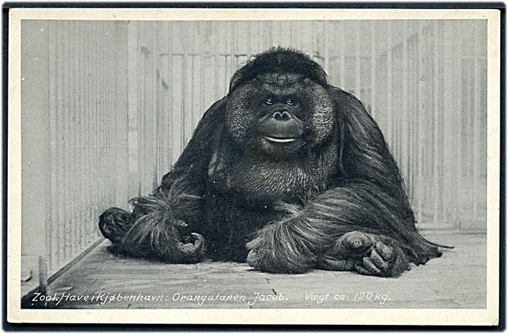 København Zoo. Orangutangen Jacob (Vægt 120 kg!). Stenders no. 79480.
