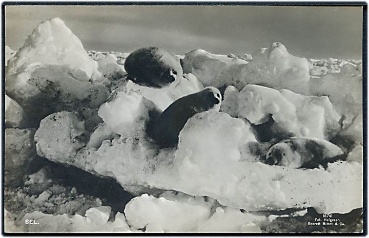 5 øre Posthorn og 10 øre Løve på brevkort (sæler i isen) fra Longyearbyen d. 28.7.1934 til Gammel Skagen, Højen St., Danmark.