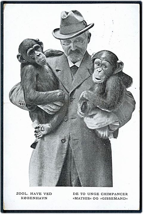 Roskildevej, Zoologisk have. De to unge Chimpancer “Mathis” og “Gissemand”. U/no. Kvalitet 7