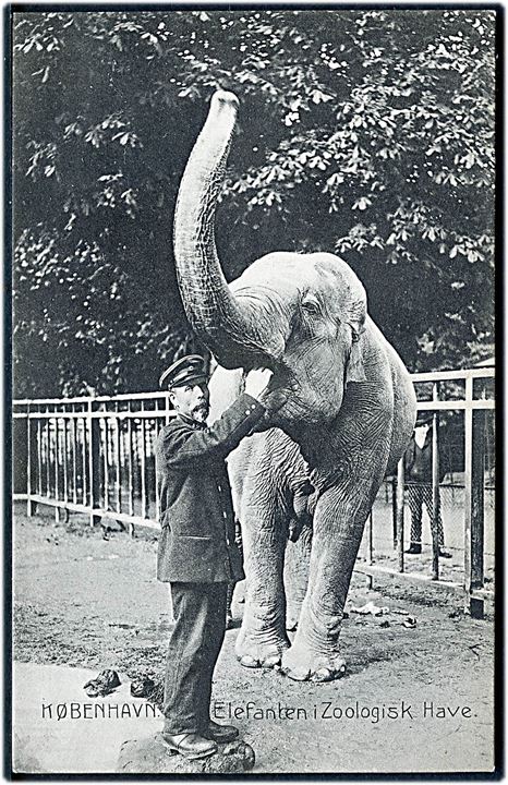Roskildevej, Zoologisk have. Elefanten fodres. Stenders no. 11902. Kvalitet 