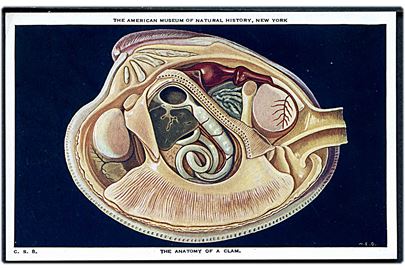 En muslings anatomi. The American Museum of Natural History. C. S. no. 8.