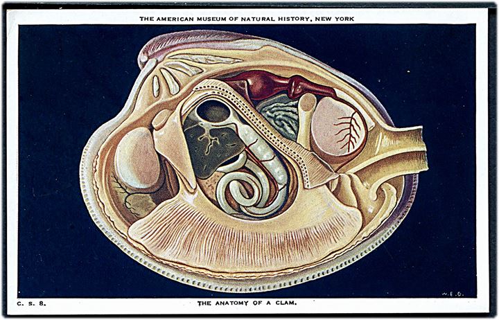 En muslings anatomi. The American Museum of Natural History. C. S. no. 8.