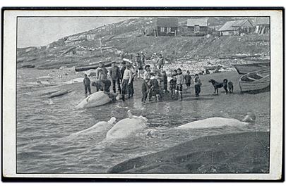 Grønland, Stor Fangst af Hvidhvaler ved Godthaab. U/no.