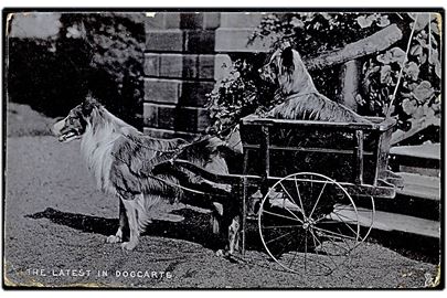 The latest in Dogcarts. R. Tuck's & Sons Pets & Puppies no. 6519. Lidt nusset.