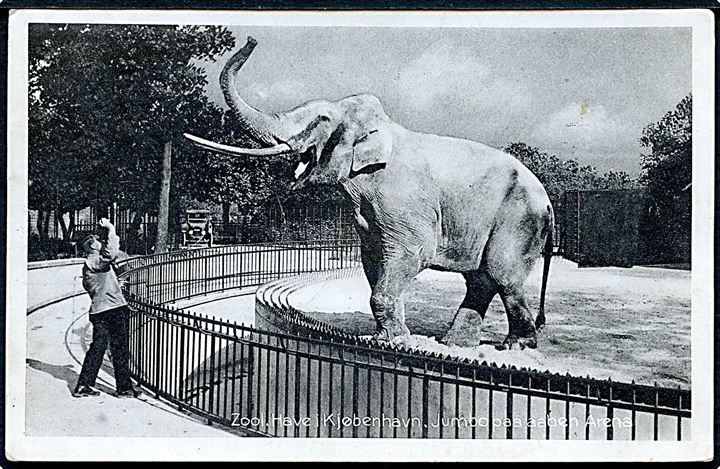 Københavns Zoo med elefanten Jumbo. Stenders no. 10.