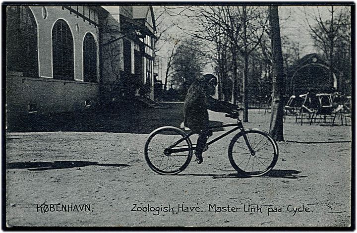 Zoologisk Have, chimpansen “Master Link” på cykel. Stenders no. 18097. Kvalitet 8