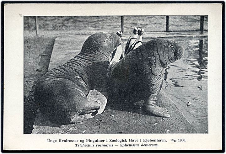 Zoologisk Have, unge hvalrosser og pingviner d. 18.10.1906. J. D. Qvist & Komp. u/no.  Kvalitet 9