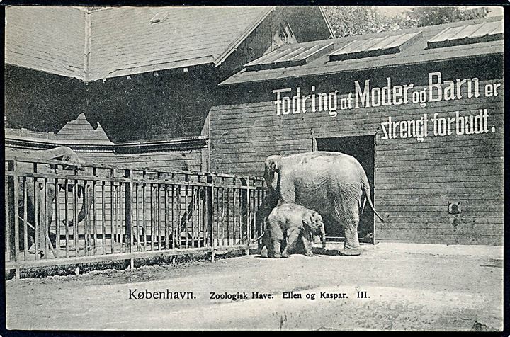 Zoologisk Have, elefanterne Ellen og Kaspar III. Fritz Benzen no. 178. Kvalitet 8