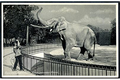 København Zoo, Jumbo på åben arena. Stenders no. 10.