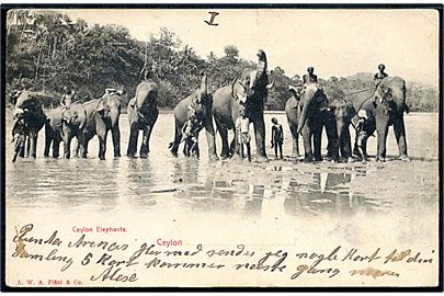 Ceylon. Elefanter bader. A.W.A. Plate & Co. u/no. 