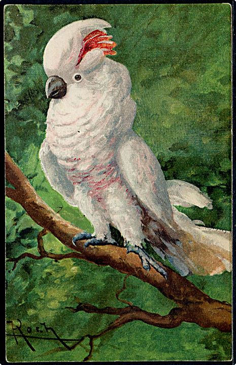 Koch: Tegnet papegøje. G.O.M. no. 3200.