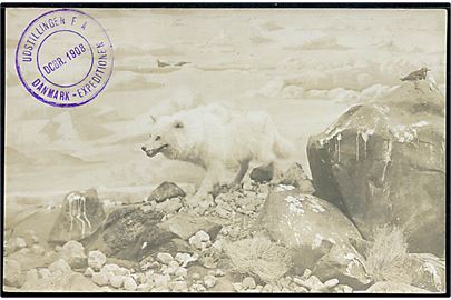 Grønlandsk ulv. Stemplet: Udstillingen fra / Dcbr. 1908 / Danmark-Expeditionen. Fotokort u/no.