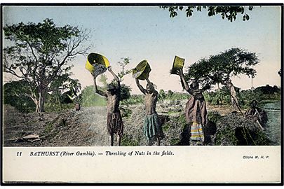 Bathurst (Banjul). River Gambia.- Thresking of Nuts in the fields. M.H.P. u/no. 