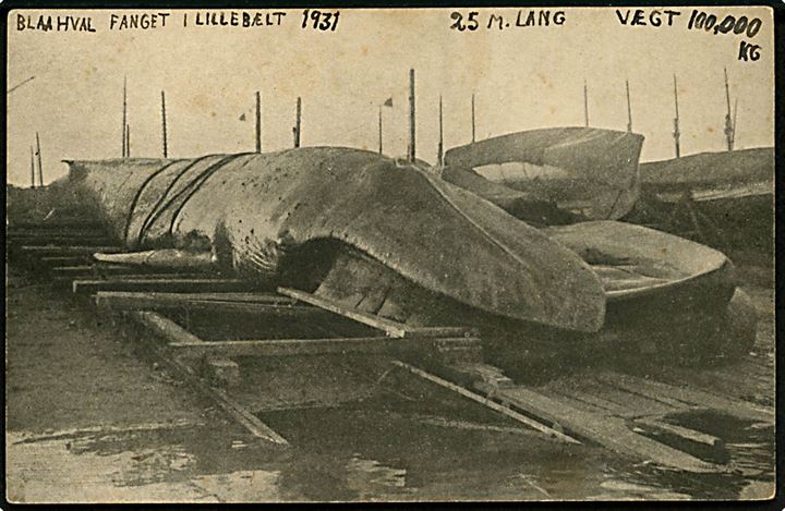 Hvaler. Blåhval fanget i Lillebælt 1931. Christiansen u/no. Kvalitet 7