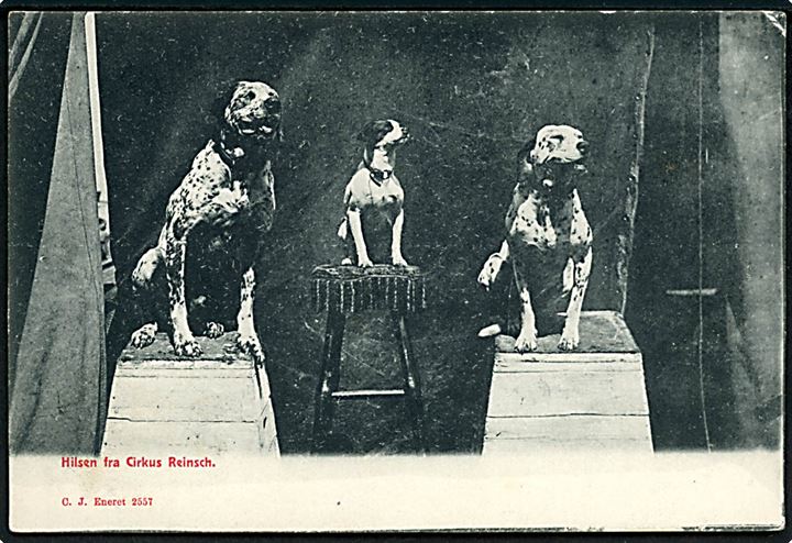 Cirkus Reinsch med hunde. C. J. no. 2557. Kvalitet 7