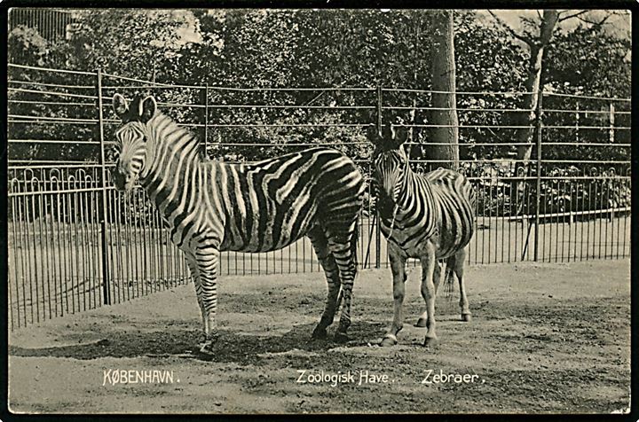 Købh. Zoologisk have. Zebraer. Stenders no. 5960. 