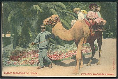 Portugal, Lissabon Zoologisk have med kamel. 