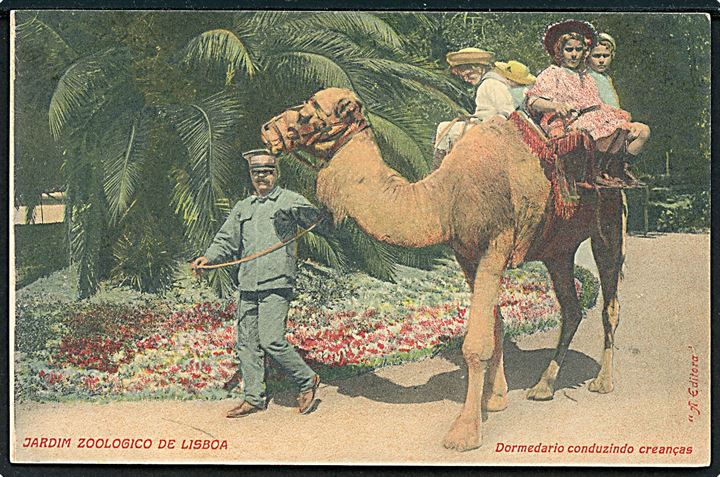 Portugal, Lissabon Zoologisk have med kamel. 