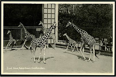 Købh., Zoologisk Have, giraffamilie. Stenders no. 87166.