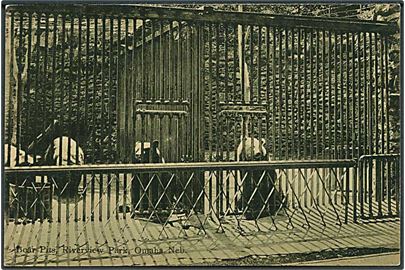 Bjørne i bure i Riverview Park, Omaha, USA. Suhling & Koehn no. 240.