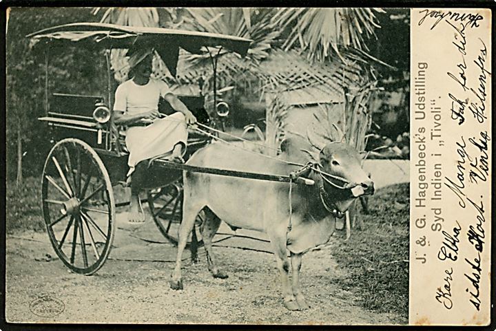 Tivoli. Syd-Indien i Tivoli, oksekære. J. & G. Hagenbeck’s udstilling. W. Hoffmann u/no. Kvalitet 7