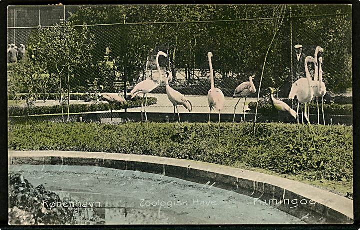 Zoologisk Have, Flamingoer. Stenders no. 5962. Kvalitet 8