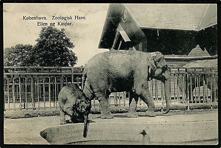 Zoologisk Have, elefanterne Ellen og Kaspar. Fritz Benzen no. 172. Hj.knæk. Kvalitet 6