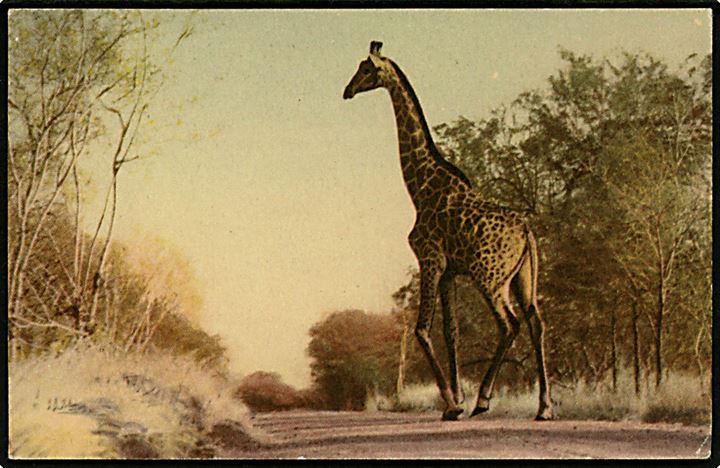 Syd Afrika. Giraf i Kruger National Park. U/no. 