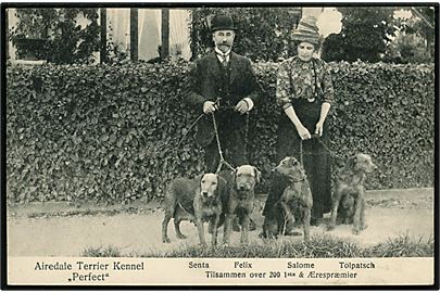 Airedale Terrier Kennel Perfect med deres præmie hunde. V. M. u/no.