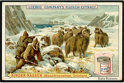 Grønland, Moskusokse jagt. Samlekort fra Liebig Company's Feleisch-Extract. (Ikke postkort)
