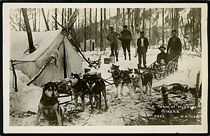 Alaska. Huskies med slæde. Fotokort H.A. Ives no. 2222.