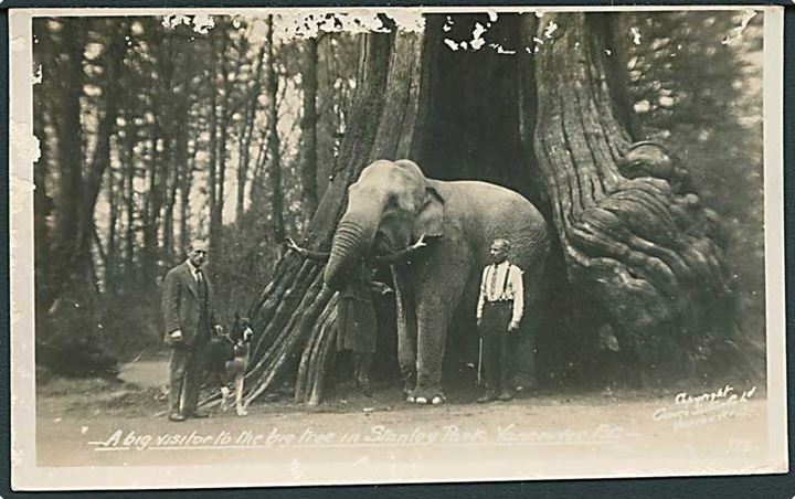 Elefant. A big visitor to the big tree in Stanley Park, Vancover B. C. Published by the Gowen, Sutton Co no. 173. 