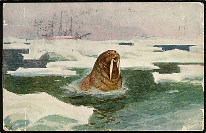 5 øre Posthorn på Polhavet brevkort (Hvalros) dateret Slagelse d. 18.11.1913 og annulleret Polhavet d. 13.10.1918 samt sidestemplet Polhavet d. 4.8.1924 til Slagelse, Danmark.