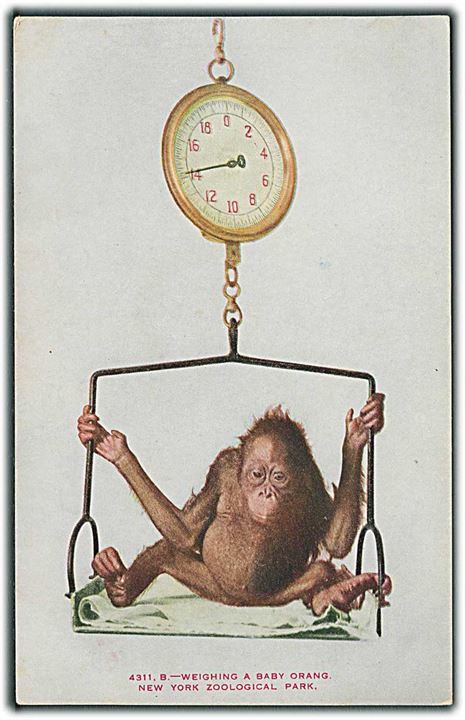 Vejning af Orangutang Baby i New York Zoologiske have. New York Zoological Society no. 4311. B. 