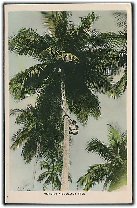 Høstning af Kokosnødder. Photo by Herbert J. Bryant, Trinidad. Frankeret ½d og 1d George V fra Port of Spain 1932 til Sverige.