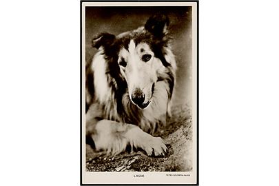 Lassie, fiktiv hund fra Eric Knight's roman Kom hjem Lassie fra 1940. Filmatiseret af Metro-Goldwyn-Mayer i 1943.