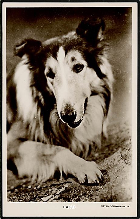Lassie, fiktiv hund fra Eric Knight's roman Kom hjem Lassie fra 1940. Filmatiseret af Metro-Goldwyn-Mayer i 1943.