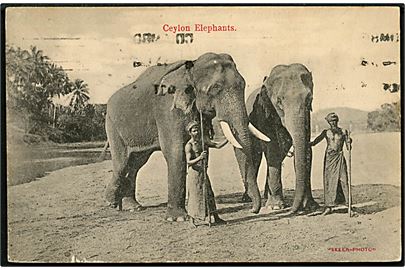 Ceylon elefanter. Skeen-Photo U/no.