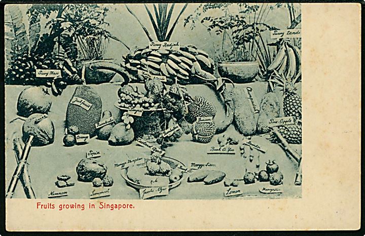 Straits Settlements, Singapore, Fruits growing in. Max H. Hilckes u/no.
