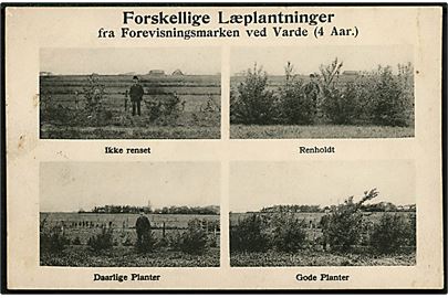 Varde. Forvisningsmarken med forskellige Læplantninger. N.F. Kastoft no. 20014.